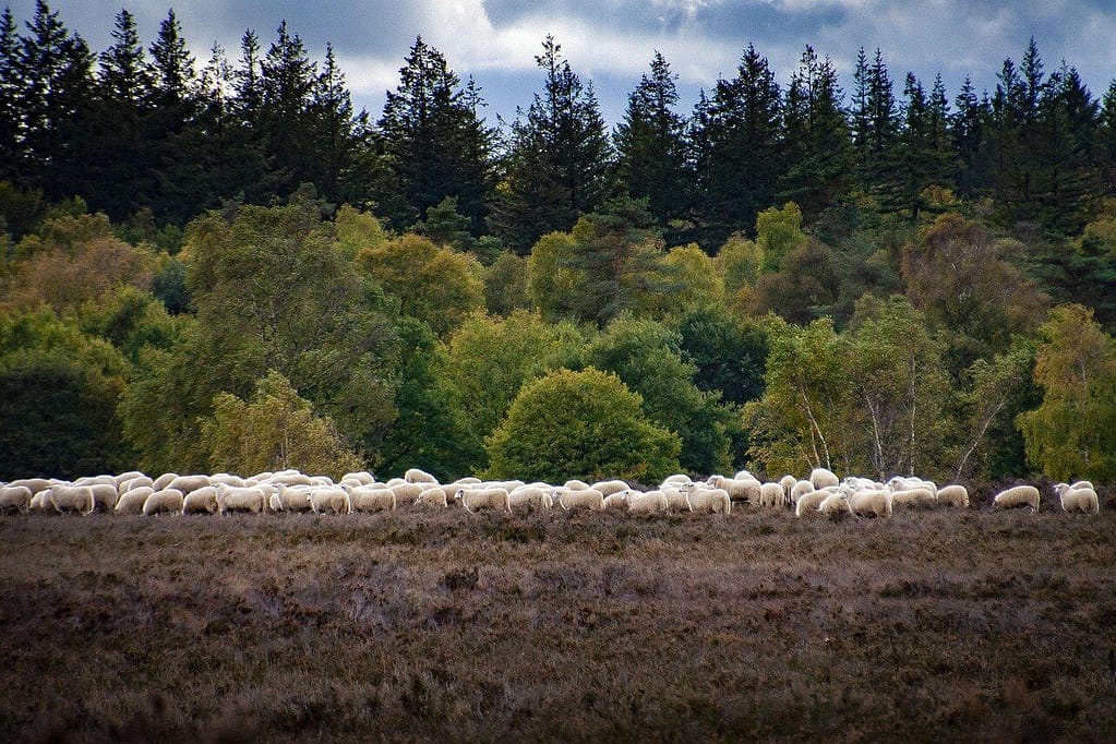 Schapen op de Veluwe