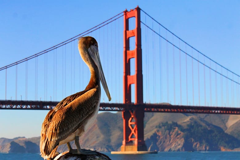 golden gate bridge